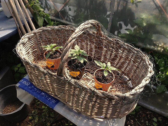 3ladiesOutdoorTag1_3