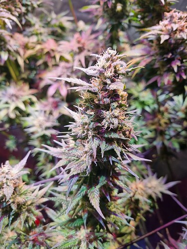 Growreport Bild 26