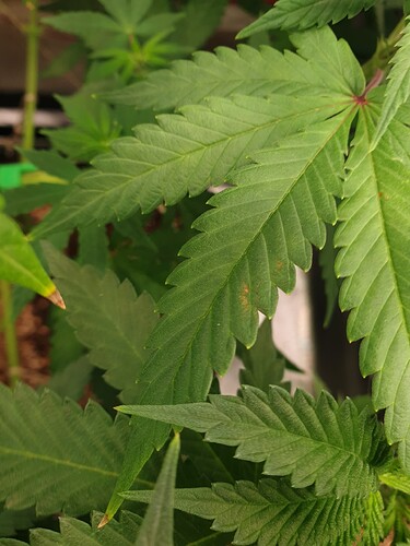 Growreport Bild 11