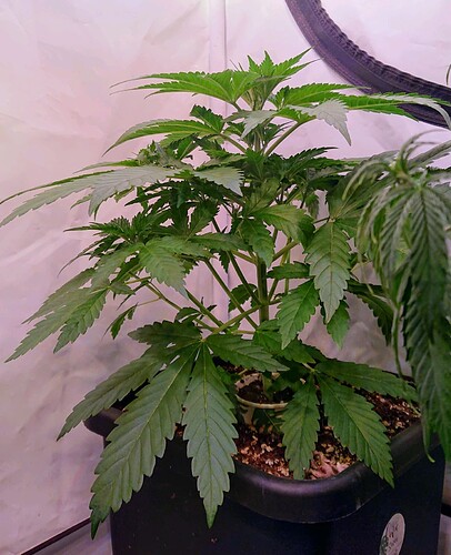 obscura1662029319946