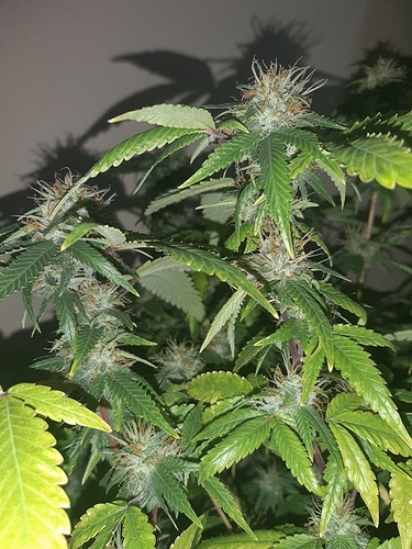 Growreport Bild 3