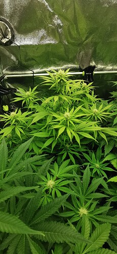 Growreport Bild 7