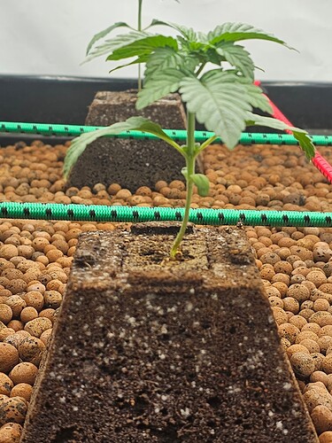 Growreport Bild 3