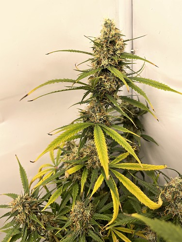 Growreport Bild 6