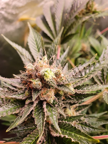 Growreport Bild 1
