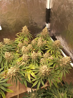 Growreport Bild 18