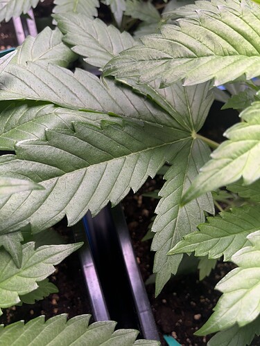 Growreport Bild 15