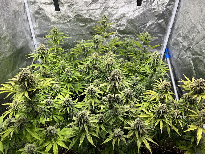 Growreport Bild 1
