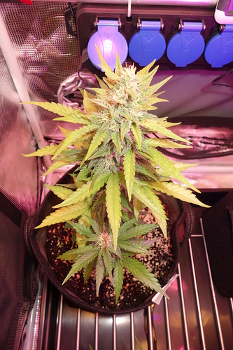 Growreport Bild 44