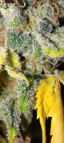 Growreport Bild 6