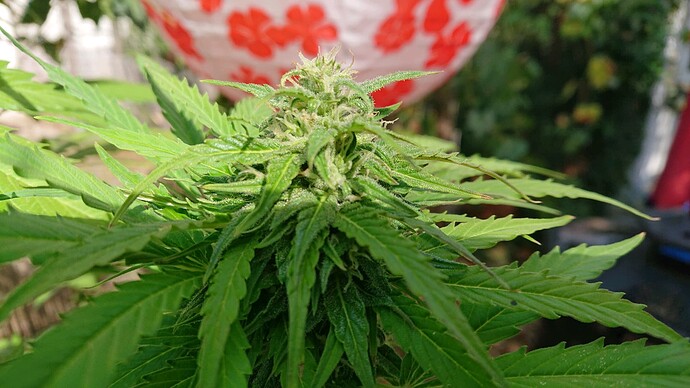 Growreport Bild 14