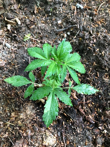 Growreport Bild 1