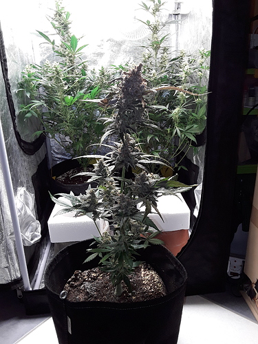 Growreport Bild 21