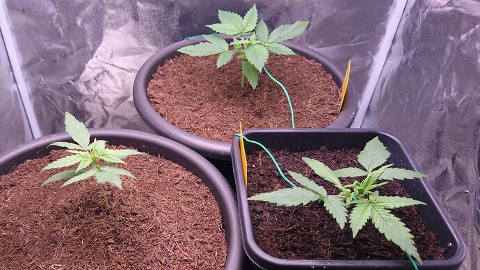 Growreport Bild 1