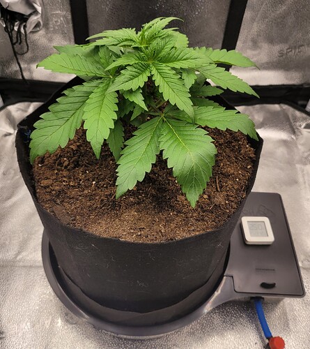 Growreport Bild 1