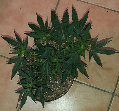Growreport Bild 8