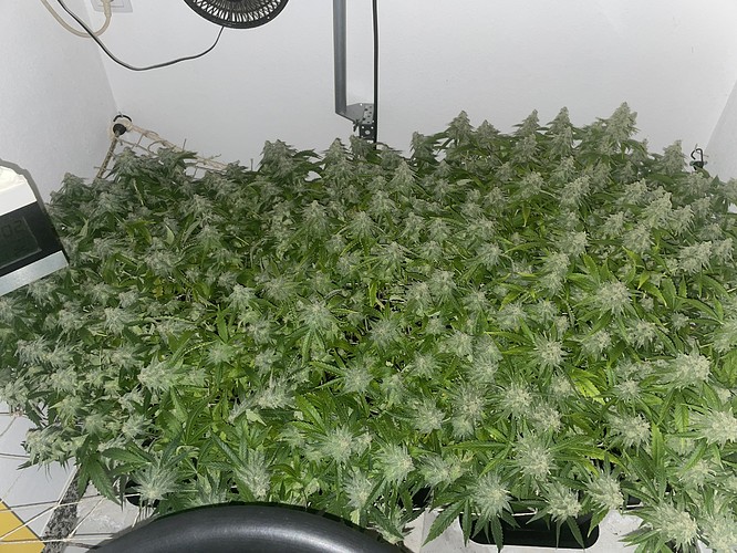 Growreport Bild 2