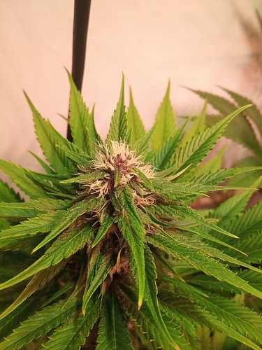 Growreport Bild 54