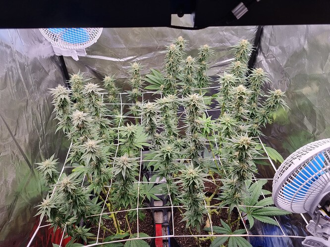 Growreport Bild 11