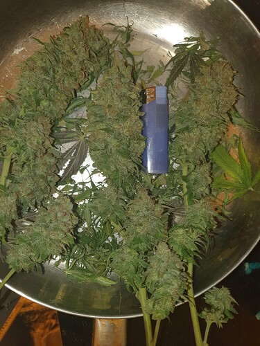 Growreport Bild 21
