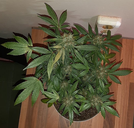 Growreport Bild 5