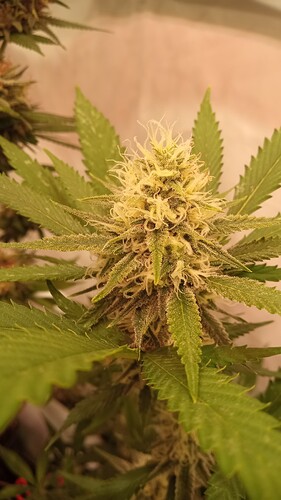 Growreport Bild 23