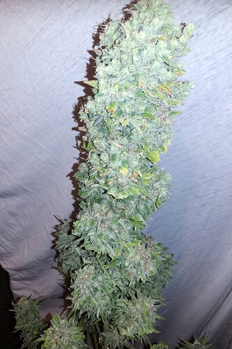 Growreport Bild 15