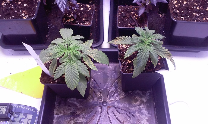 Growreport Bild 3