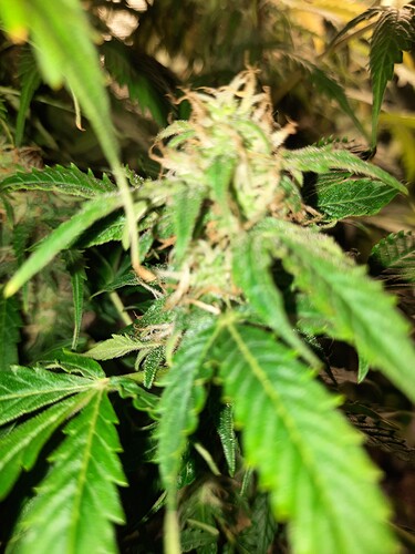 Growreport Bild 15