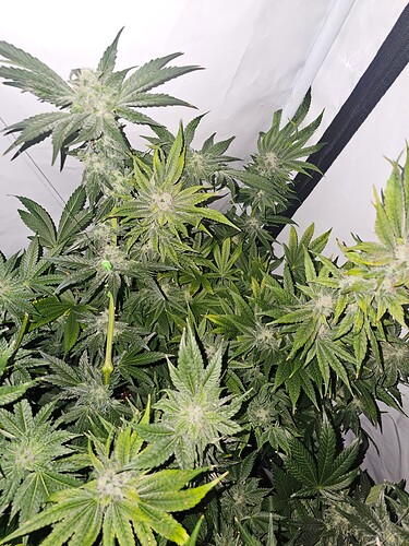 Growreport Bild 3