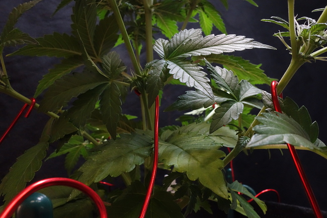 Growreport Bild 49