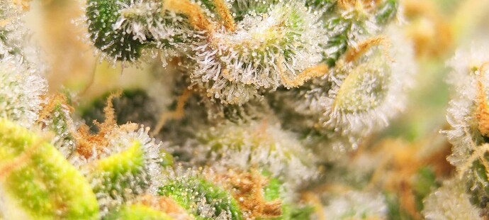 Growreport Bild 29