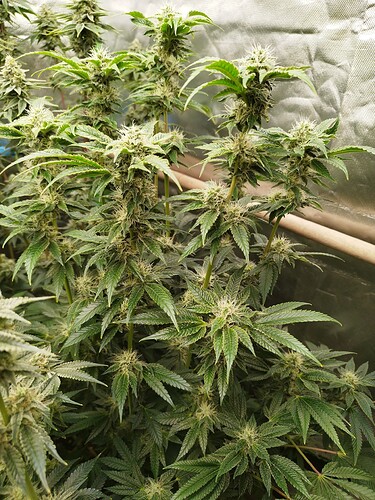 Growreport Bild 1