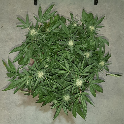 Growreport Bild 2