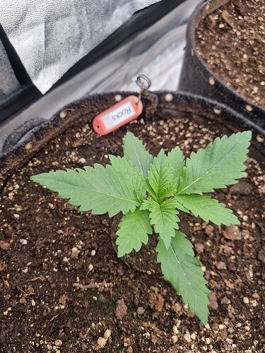 Growreport Bild 52