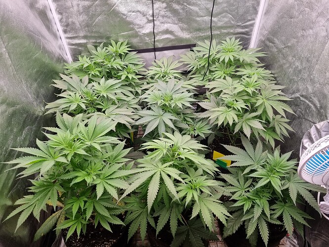 Growreport Bild 25