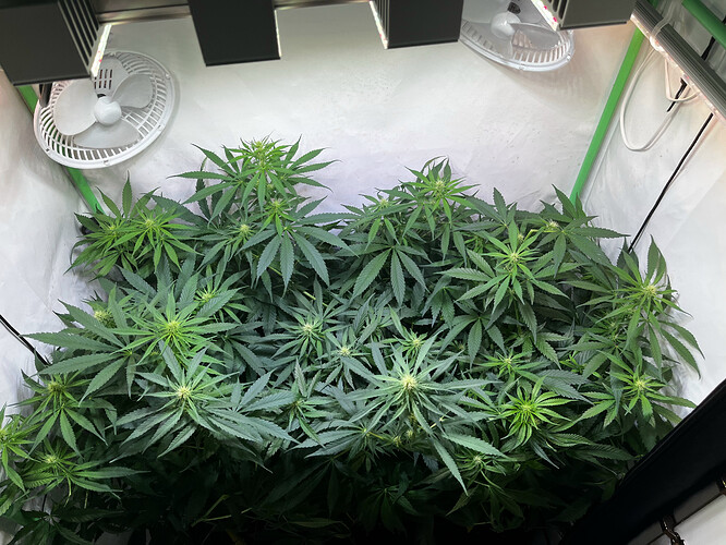 Growreport Bild 3