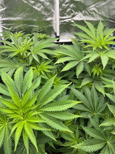 Growreport Bild 3