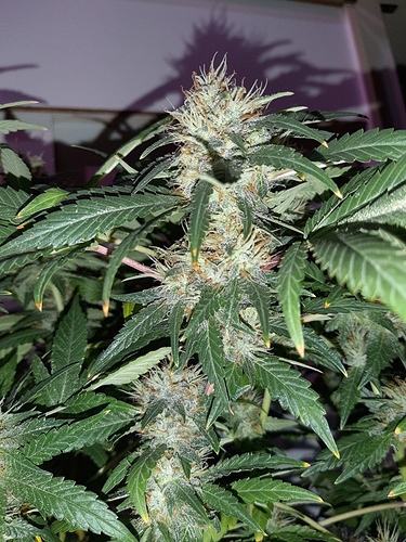 Growreport Bild 12