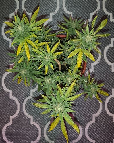 Growreport Bild 2