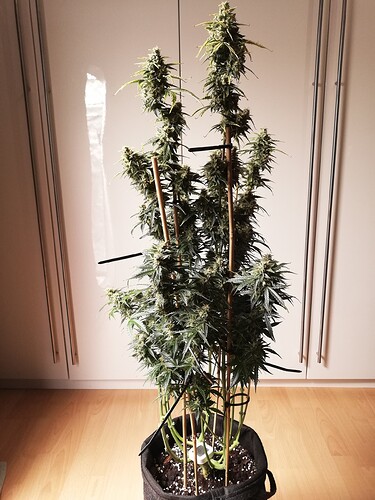 GG#1_240104-1