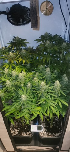 Growreport Bild 1