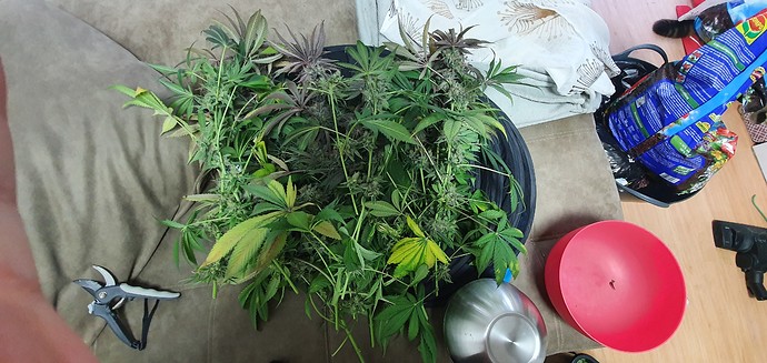 Growreport Bild 31
