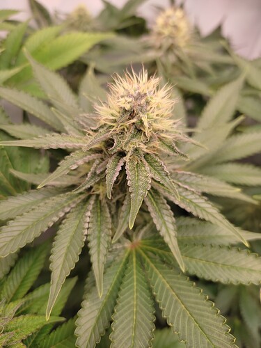 Growreport Bild 8