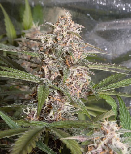 Growreport Bild 3