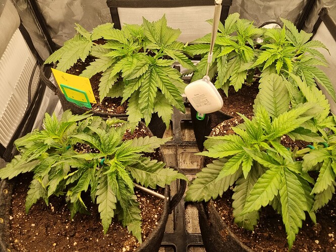 Growreport Bild 30