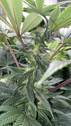 Growreport Bild 7
