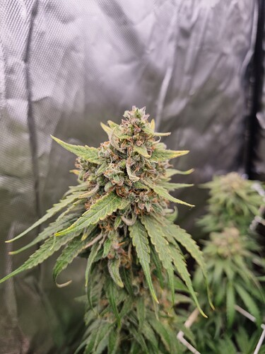 Growreport Bild 6