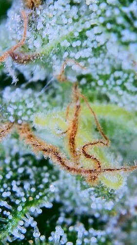 Growreport Bild 15