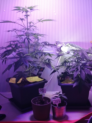 Growreport Bild 7